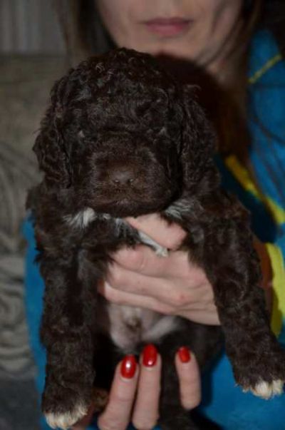 Lagotto Romagnolo tenci